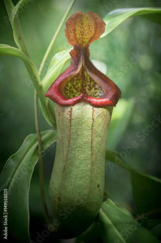 Pitcher plant photo