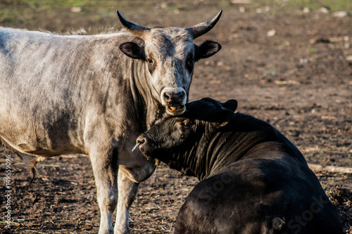 Fototapeta Naklejka Na Ścianę i Meble -  The bulls lie at rest on a farm near hay. Each other, they scratch their horns.