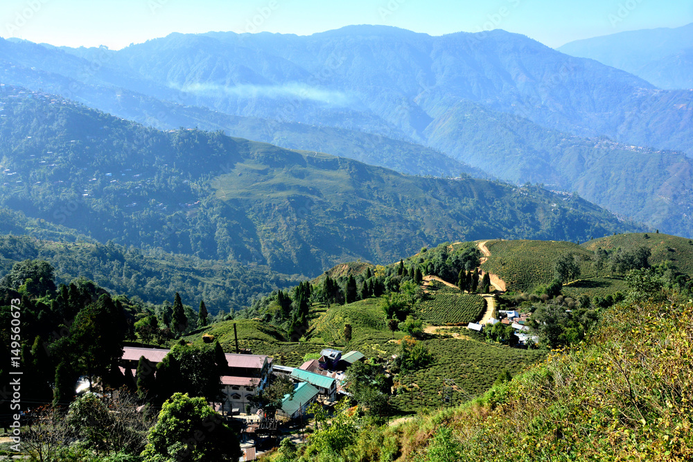 India Darjeeling