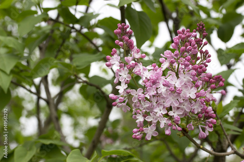 Wallpaper Mural Branch of blossoming violet lilac close up. Torontodigital.ca