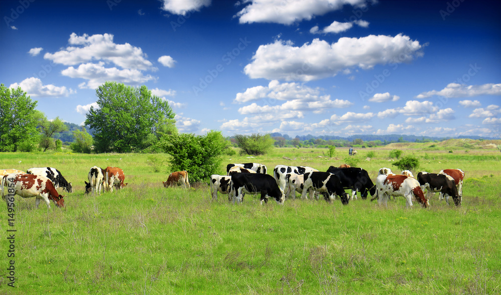Cows grazing on pasture - obrazy, fototapety, plakaty 