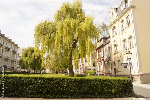 Trauerweide Tree photo