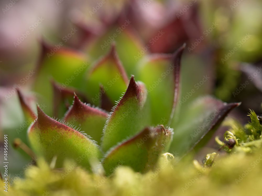 Beautiful succulent plants in the spring. Macro Beautiful succulent plants in the spring. Macro