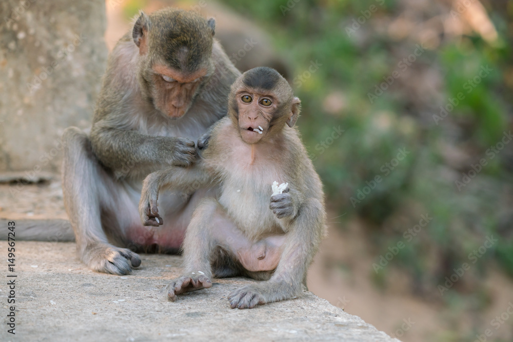little monkey and mom (Macaque rhesus) sitting on ground. little monkey and mom (Macaque rhesus) sitting on ground.