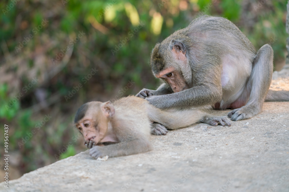 little monkey and mom Monkey Finding Ticks (Macaque rhesus) sitting on ground. little monkey and mom Monkey Finding Ticks (Macaque rhesus) sitting on ground.