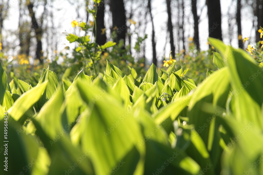Obraz premium White lilies of the valley on a glade in the forest, sunny day