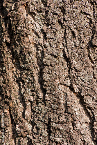 tree bark closeup