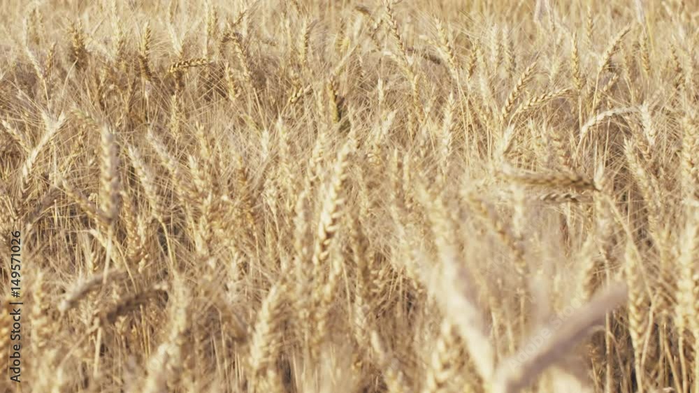 wheat field in august before harvest slow motion, prores footage wheat field in august before harvest slow motion, prores footage