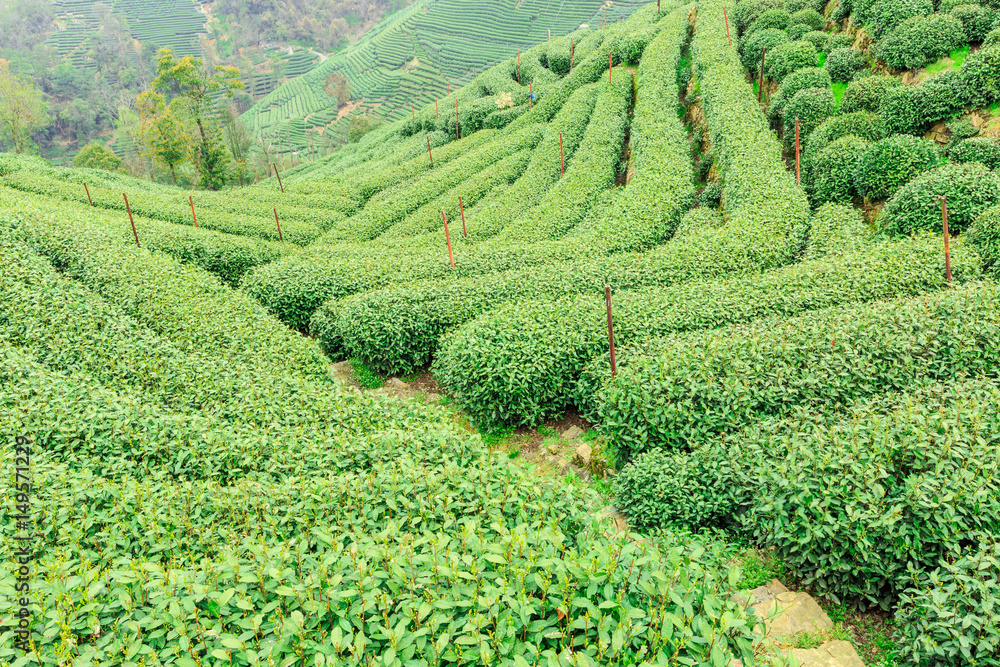 Green tea plantation landscape,china