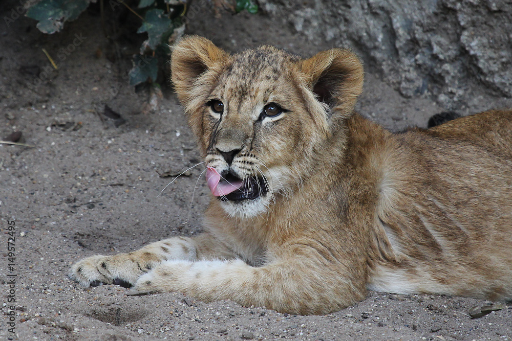 Obraz premium Lion Cub