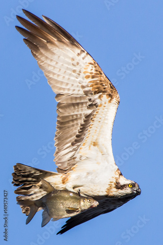 Osprey found some breakfast