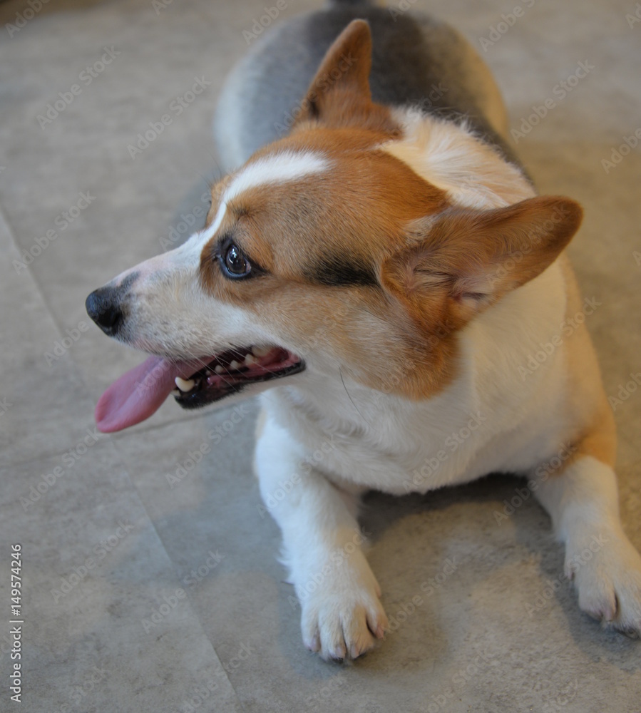 Corgi lie down resting Corgi lie down resting