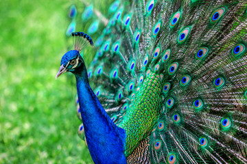 Fototapete Pfau Pfau mit weit gespreizten Schwingen  © bluraz