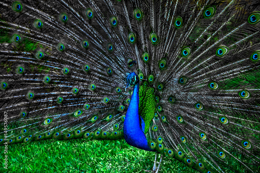 Obraz premium peacock with spread wings