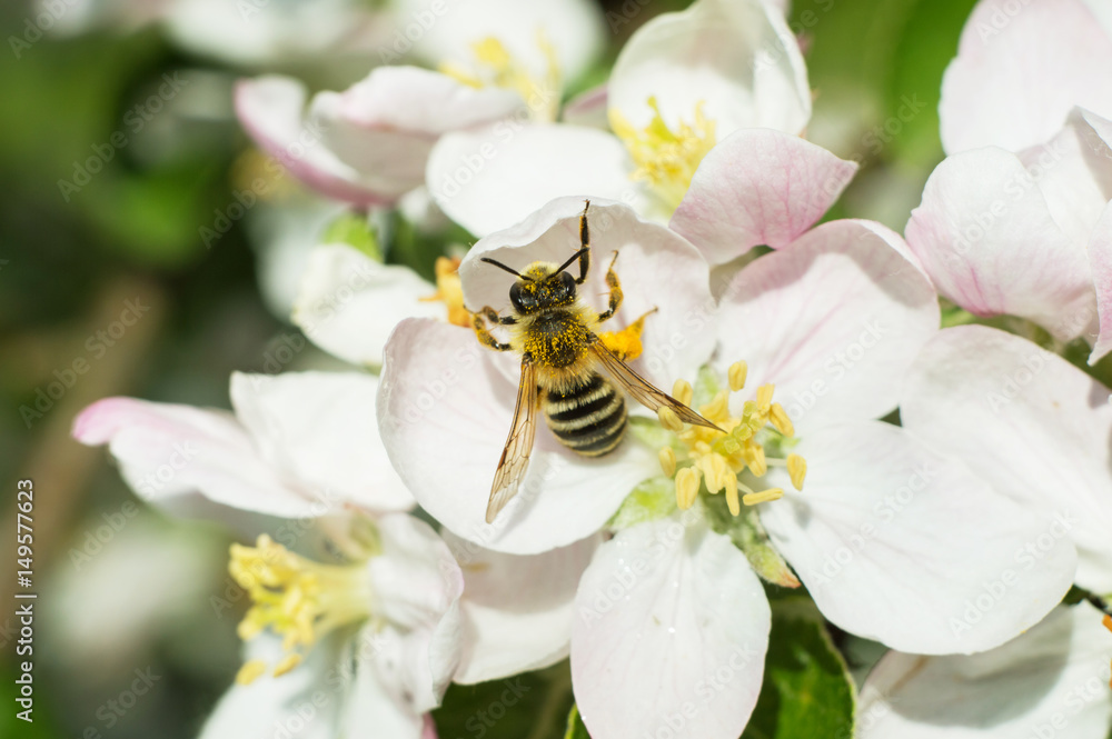 Bee on apple blossom Bee on apple blossom