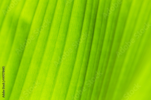 light green banana leave texture for nature background.