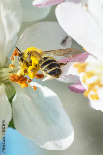 Bee on apple blossom