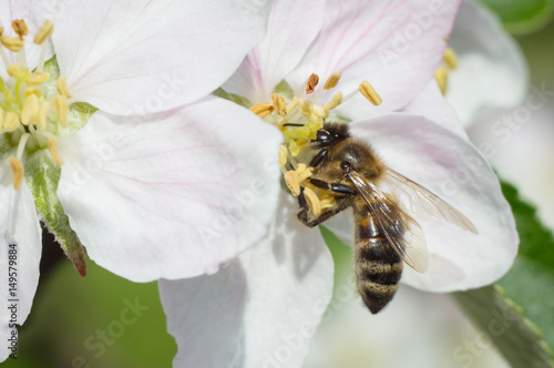 Bee on apple blossom