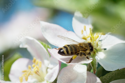 Bee on apple blossom © wowkwasyl