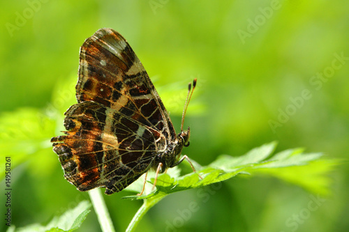 Araschnia levana, Map butterfly  butterfly on leaf. Spring form of map butterfly