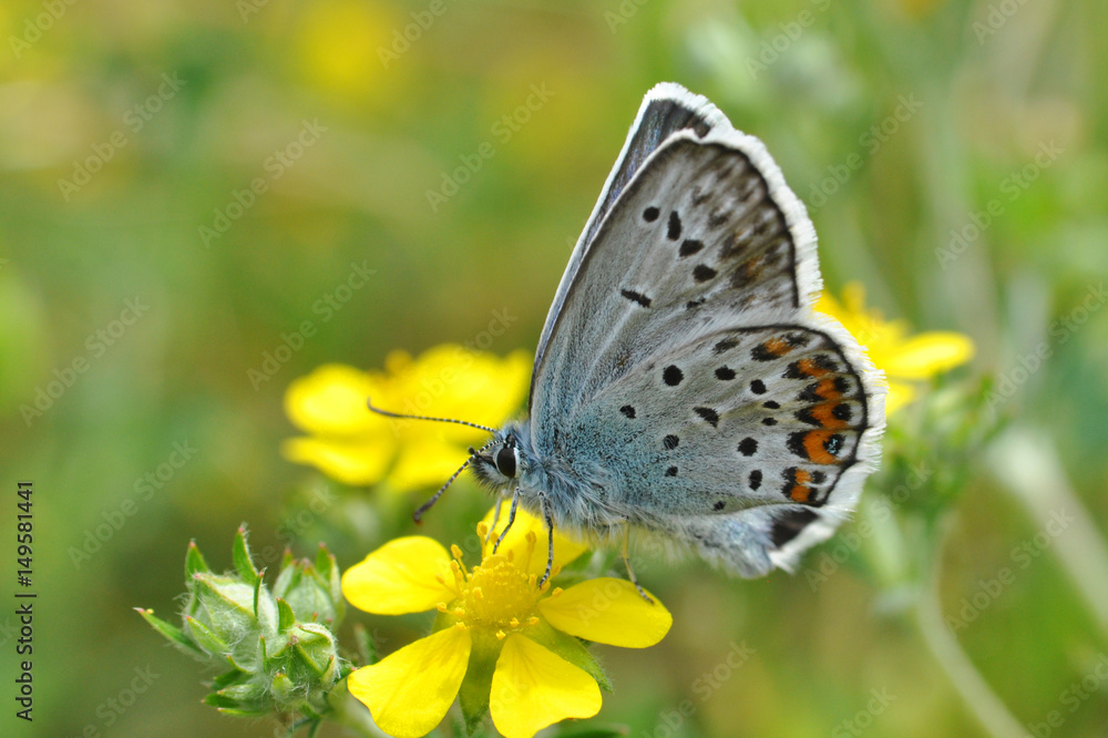 Obraz premium Plebejus argus, Silver Studded Blue Butterfly on yellow flower. Small blue butterfly on wild flower