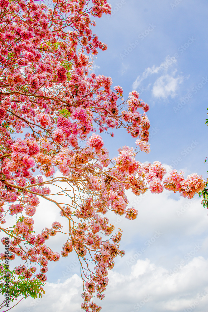 THAILAND - April 16, 2017: Pink trumpet shrub, Pink trumpet tree, Pink tecoma against blue sky THAILAND - April 16, 2017: Pink trumpet shrub, Pink trumpet tree, Pink tecoma against blue sky