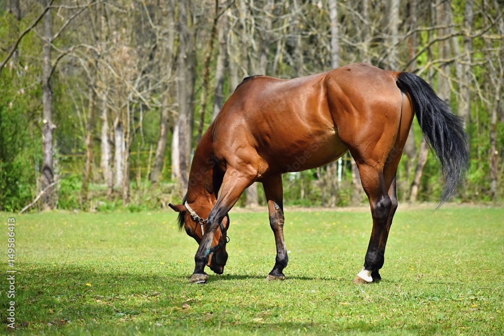 Fototapeta premium Animal on the grass. Beautiful horses grazing freely in nature.