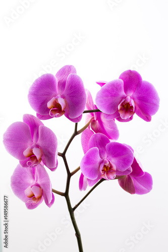 Fototapeta Naklejka Na Ścianę i Meble -  Pink beautiful orchid on colored background.