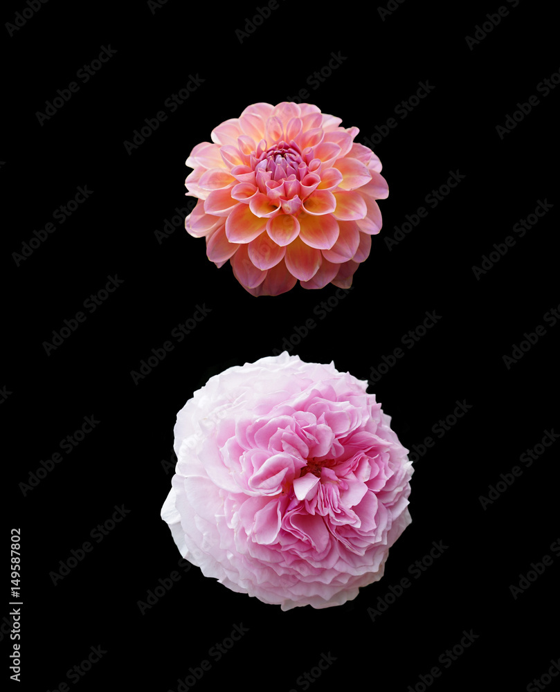 isolated orange dahlia and pink rose on black background isolated orange dahlia and pink rose on black background