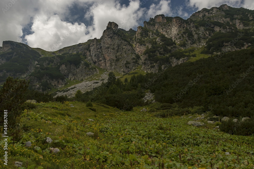 Fototapeta premium Mountain top overgrown with coniferous forest and glade on the ecological walk toward Maliovitza peak in Rila mountain, Bulgaria 