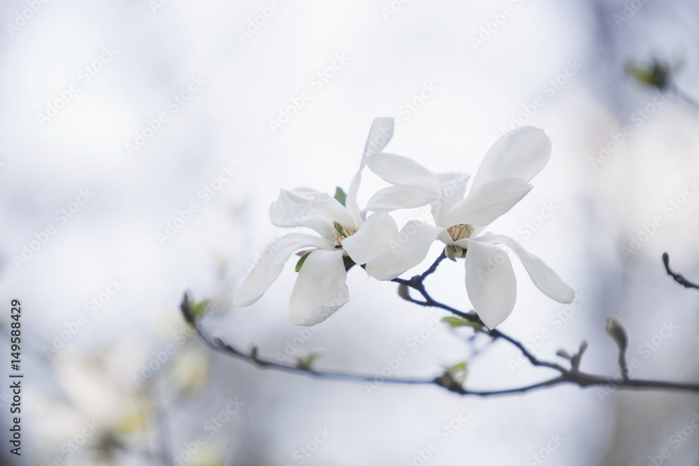white Magnolia Lobnera flowers