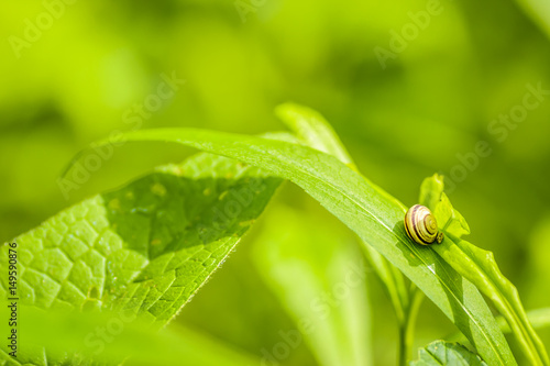 snail on the grass