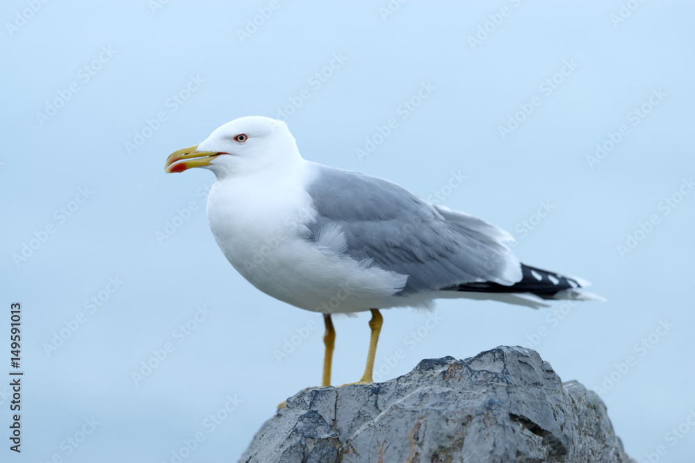 Yellow-legged gull (Larus michahellis)