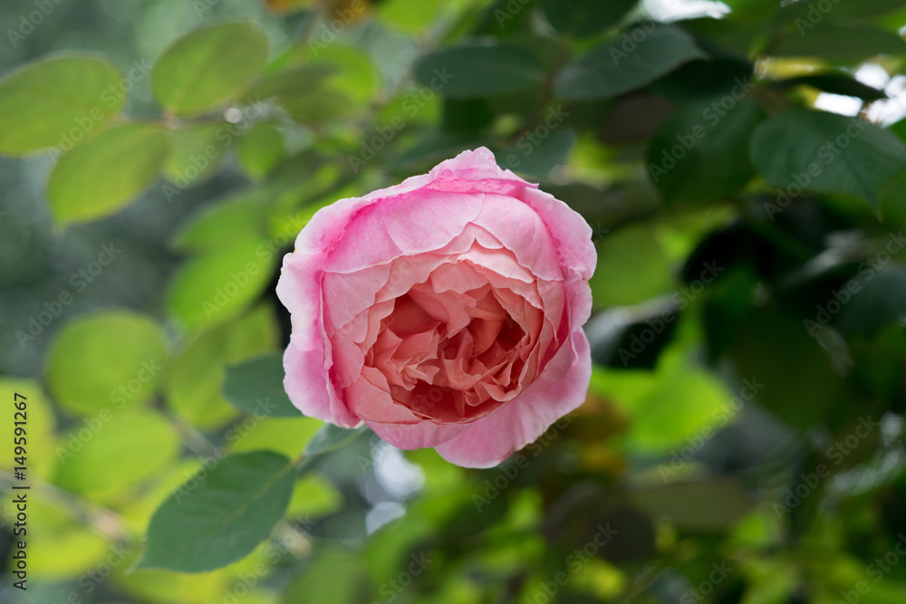 pink back-light Chinese rose on green background pink back-light Chinese rose on green background
