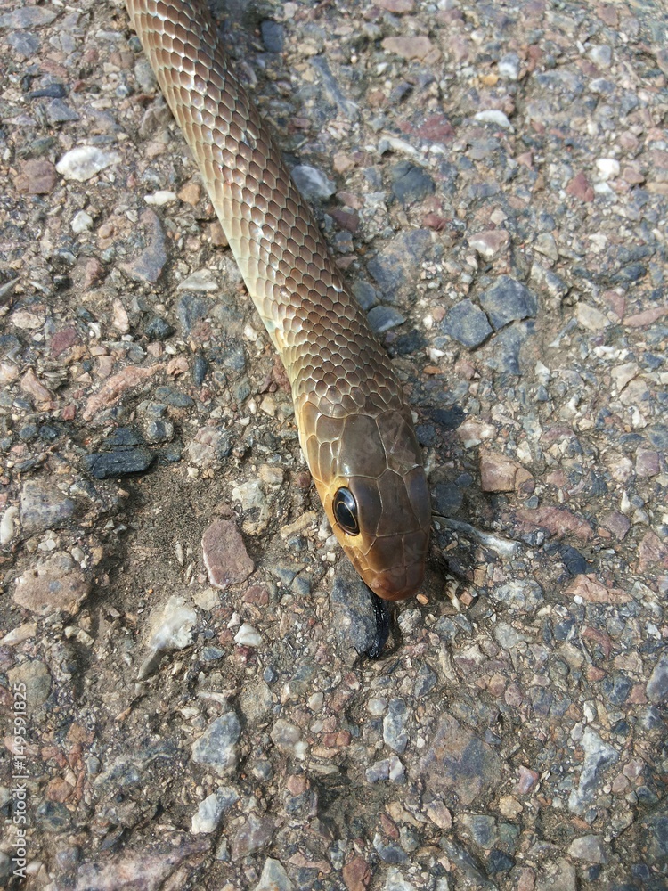 Obraz premium Thai Rat snake , Snake dead on road, The fate of wild animals when the road comes to
