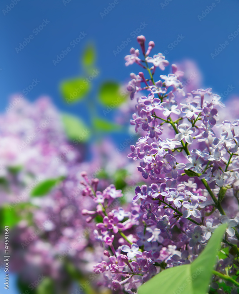 branches of a blossoming purple lilacs on the Bush branches of a blossoming purple lilacs on the Bush