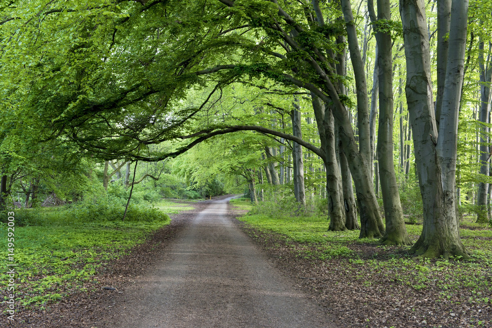 Waldweg, Baumbogen Waldweg, Baumbogen