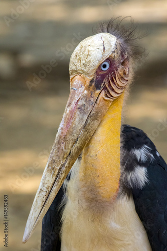 Image of a Lesser adjutant stork. wild animals. photo