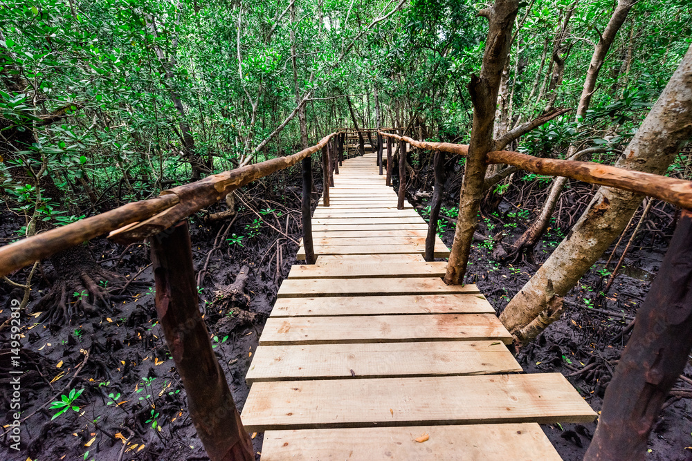 Fototapeta premium beautiful green mangrove forest with wooden path inside in Zanzibar, Africa