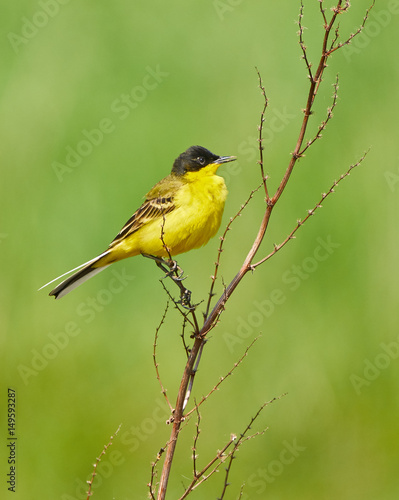 Black headed western yellow wagtail