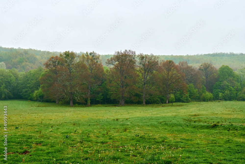 Big oak trees in front of the forest Big oak trees in front of the forest