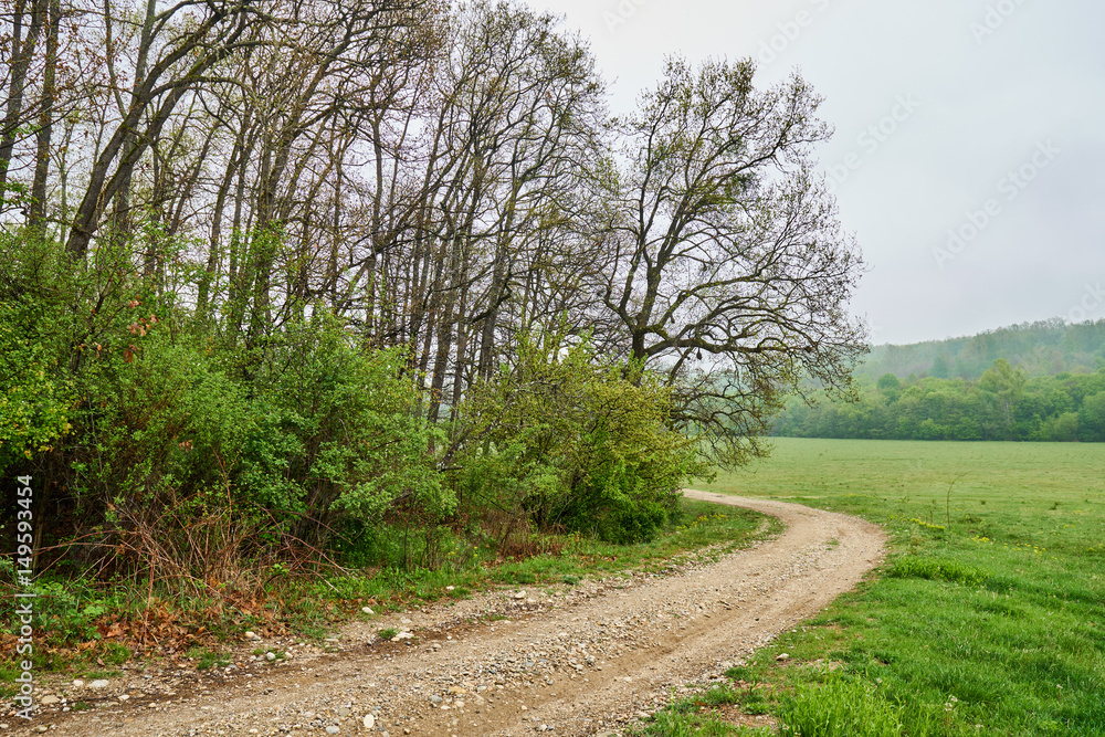 Rural road through forest