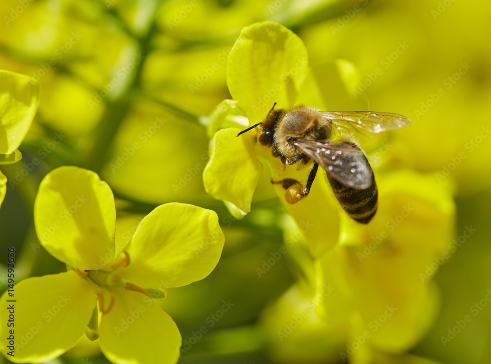 Honeybee on a canola flower Honeybee on a canola flower