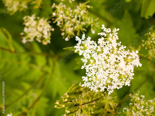 beautiful white domesticated cow parsley in garden in spring