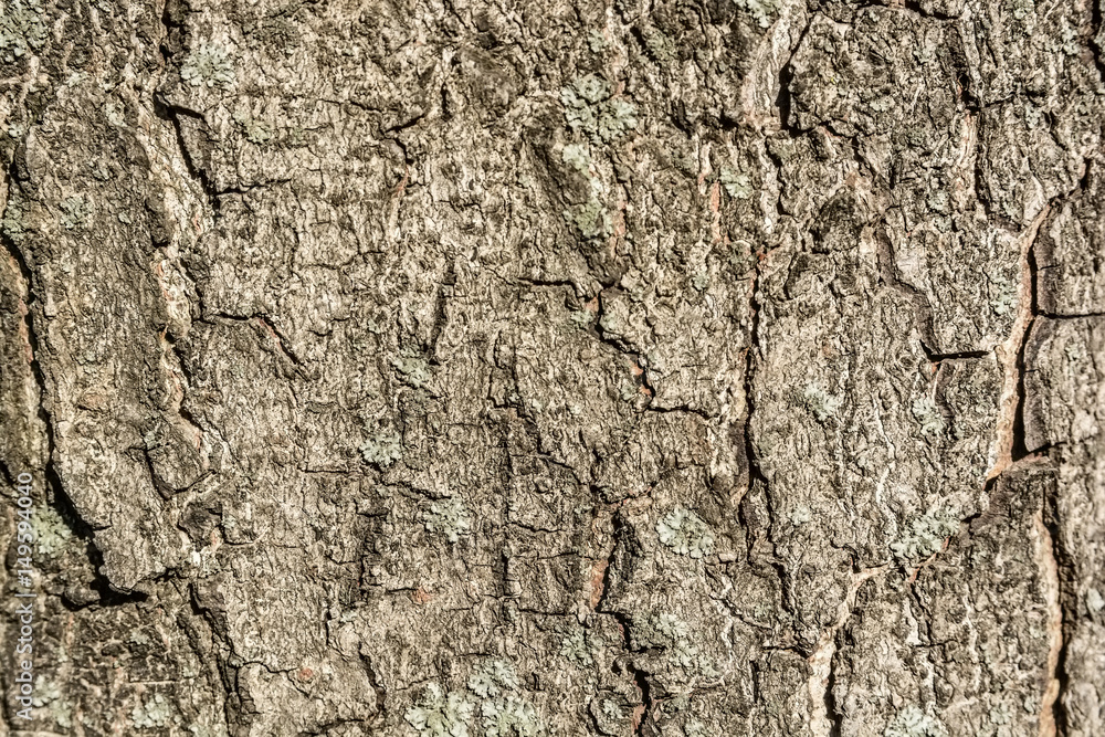 Old bark macro Old bark macro