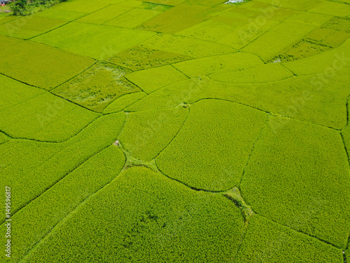 Rice fields Vietnam