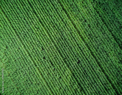 green country field with row lines, top view, aerial photo