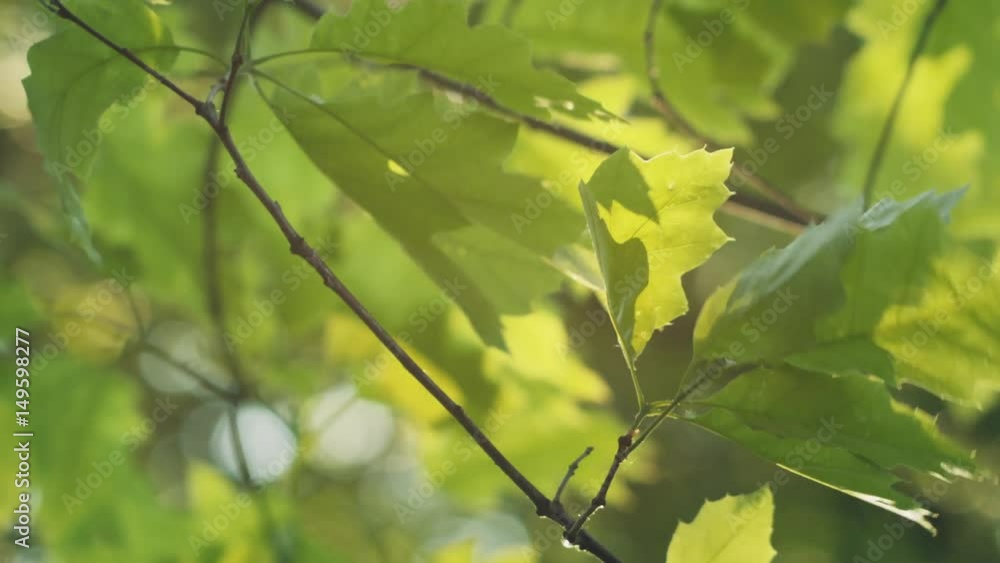 fresh young oak leaves in early summer, prores footage fresh young oak leaves in early summer, prores footage