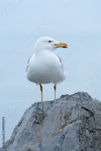 Yellow-legged gull (Larus michahellis)