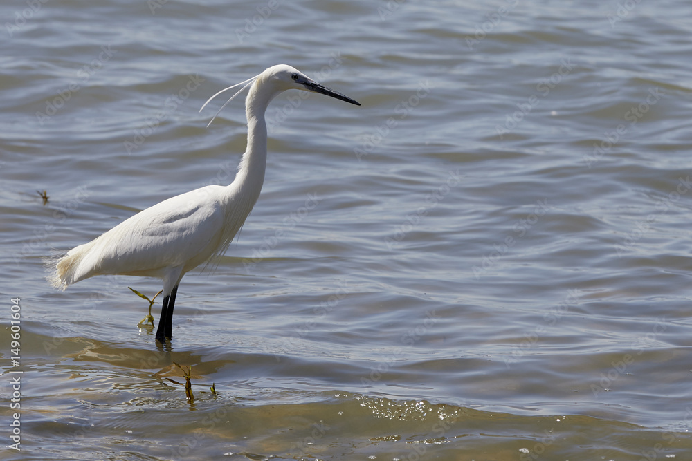 White heron - garzetta (Egretta garzetta): White heron - garzetta (Egretta garzetta):